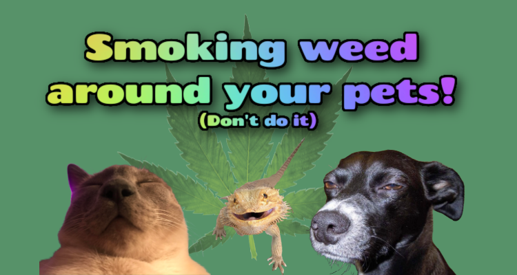 Smoking weed around cats, dogs and reptiles!